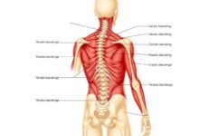 Anatomi otot core dan punggung yang mendukung postur tulang belakang sehat